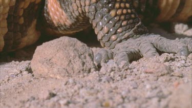 Gila Monster claw and feet in earth