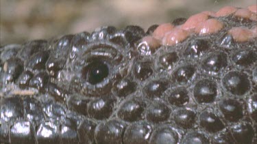 Gila Monster eyes and scales