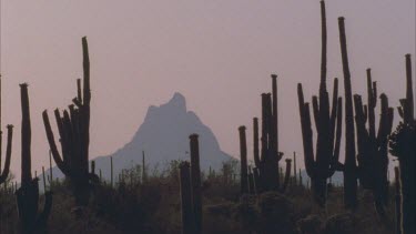 Saguaro cactus in silhouette mountains behind