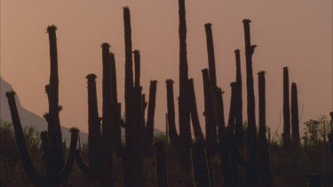 pan from Saguaro cactus in silhouette mountains behind