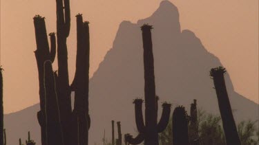 Saguaro cactus in silhouette sun setting in big orange ball
