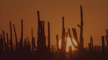 Saguaro cactus in silhouette sun setting in big orange ball