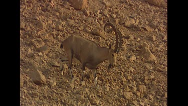 Alpha Male Middle Eastern Nubian Ibex with curved long horns clambering down steep rocky mountainside. Wild mountain goat with huge back curving horns. Male has a little "goatee" beard.