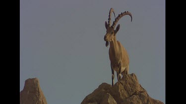 Ibex on apex. Summit, top of rocky slope. Male with long curved horns.