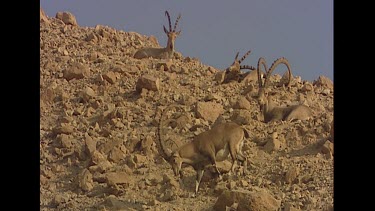 Bachelor herd. Males with long curved horns. Male defecates.