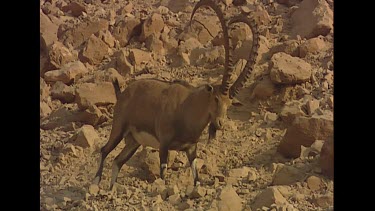 Male with long curved horns.