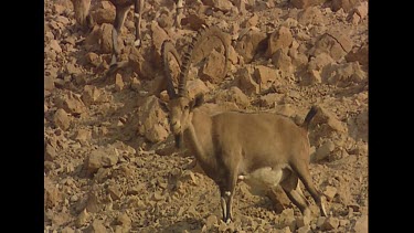 Male from bachelor herd. Seems to be foraging in very arid surroundings. Feeding?