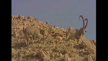 Male with long curved horns.