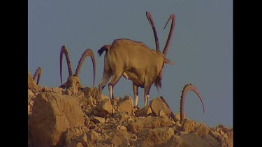 Male bachelor herd at apex. Ibex at apex. Nice sunset sunlight, late afternoon warm sun.