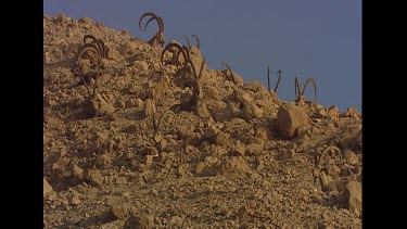 Male bachelor herd at apex. Ibex at apex. Nice sunset sunlight, late afternoon warm sun. Curved horns. Camouflage against desert habitat. Resting.