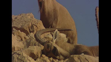 Male ibex resting his head on rocks. Sleeping.