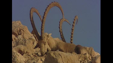 Male ibex resting his head on rocks. Sleeping.