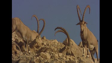 CM0001-AW-0006127 Male ibex digging in sand to get to cooler  sand to rest in. Kicks up dust. Cooling down in heat.