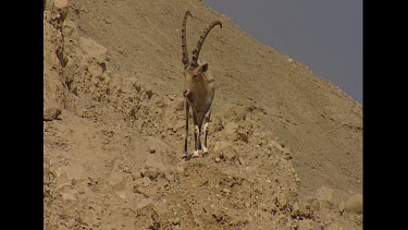 Male clambering down steep rocky slope. Speacial unique hooves. Hoof structure evolved for steep rocky slopes. Adaptation.