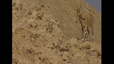 Female herd.