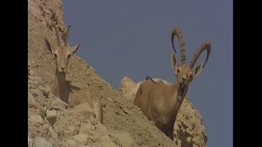 Male and female ibex. Shows sexual dimorphism. Female has small horns, male has large curved horns and beard.