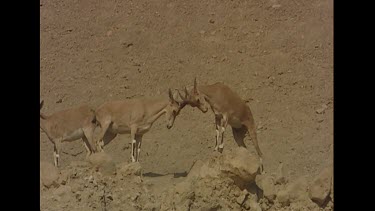 female herd.