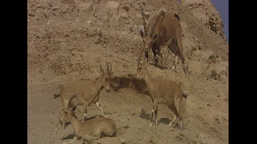 female herd with male in the rut. He is protecting his females.