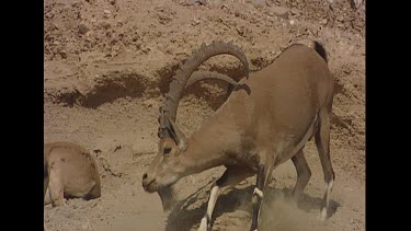 Male in the rut smelling females. Courtship. They try to stay away from him.