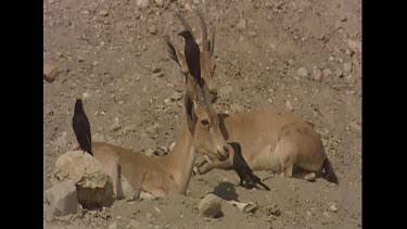 Grackles  (birds) grooming, cleaning female Nubian Ibex. Example of symbiotic relationship. Symbiosis mutualism.