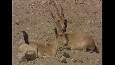 Grackles  (birds) grooming, cleaning female Nubian Ibex. Example of symbiotic relationship. Symbiosis mutualism.