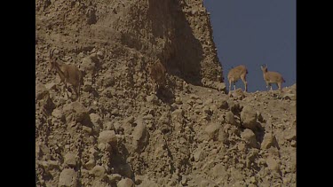 Est shot establishing shot Negev desert scenery. Very rocky stpny desert. No vegetation. Ibex camouflaged.