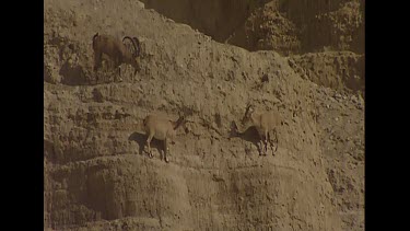 Ibex clinging to extremely steep slope. Adaptation of hoof structure to allow mountain goats to cling to these extreme slopes.