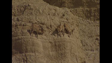 Ibex clinging to extremely steep slope. Adaptation of hoof structure to allow mountain goats to cling to these extreme slopes. Male and female showing sexual dimorphism.