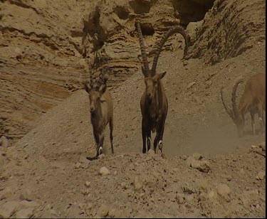 Males in stony sandy rocky Negev desert environment.