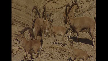 Very big Ibex herd, males and females together. Courtship.