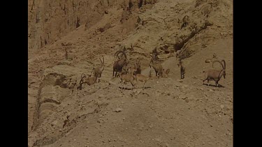 Very big Ibex herd, males and females together. Courtship.