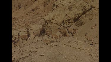 Males scratching his horn on other Ibex horn, as if it is itchy or he is trying to sharpen it? Could be nudging other ibex into a fight.