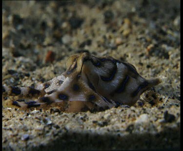 Moving along seabed, Foraging, passive, cawling on legs