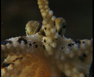 Low angle, moving suckers and mouthparts. Extreme Close Up