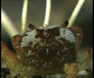 Crab with mottled carapace, possibly from an octupus attack