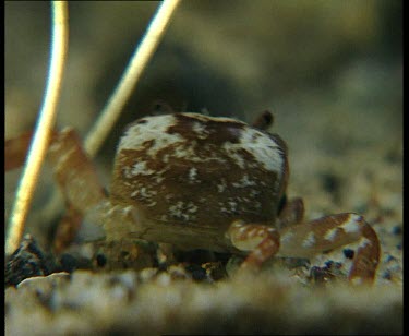 Crab with mottled carapace, possibly from an octupus attack