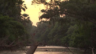 Flying foxes circling river at dusk