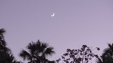 Crescent moon at dusk with flying fox going by