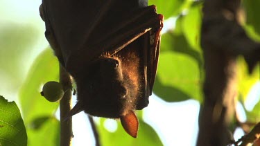 Three flying foxes pushing eachother and moving around branch