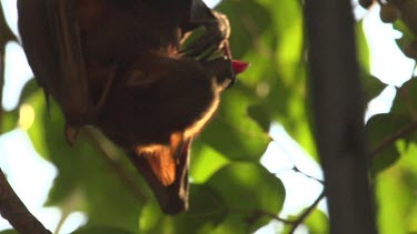 Flying fox looking around and swaying while hanging upside down off branch