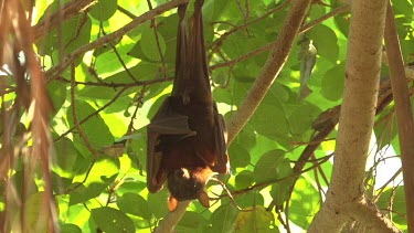 Flying fox licking wings and paws while hanging upside down off branch