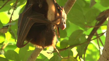 Flying fox licking wings while hanging upsisde down off branch