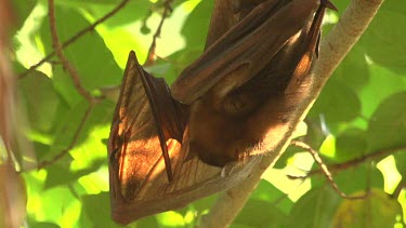 Flying fox licking wings while hanging upside down on branch