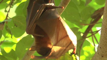 Flying fox licking wings while hanging upside down on branch