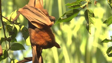 Four flying foxes hanging upside down on branch very closely.