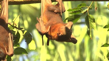 Four flying foxes hanging upside down on branch very closely.