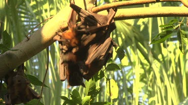 Five flying foxes moving around while hanging upside down from branch