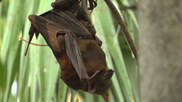 Two flying foxes finishing mating while hanging upside down on branch