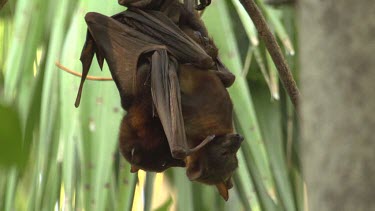 Two flying foxes finishing mating while hanging upside down on branch