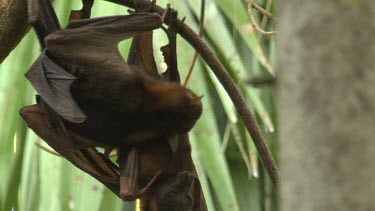 Two flying foxes finishing mating while hanging upside down on branch